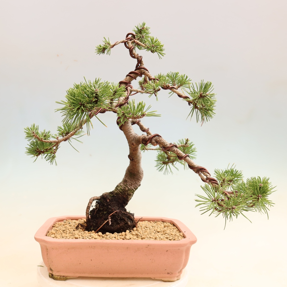 Bonsai für den Außenbereich – Pinus mugo Humpy – Zwergkiefer
