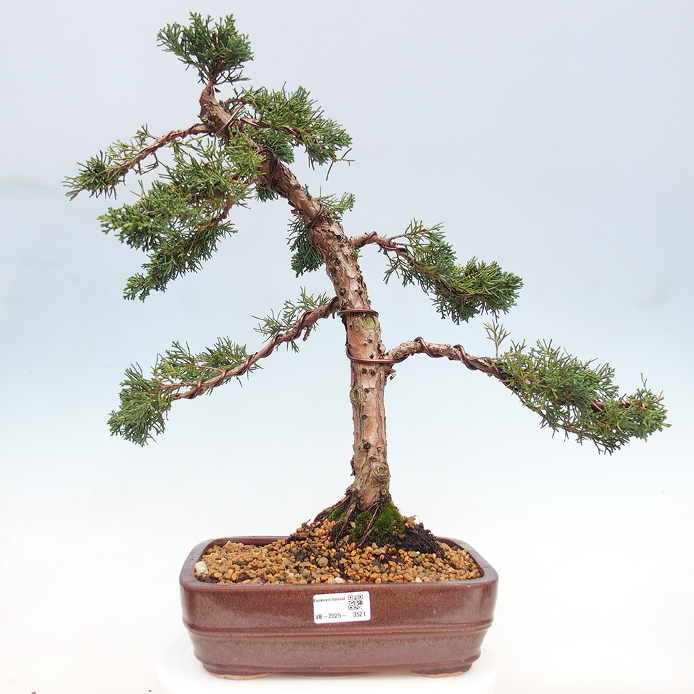Bonsai für draußen - Juniperus chinensis Kishu