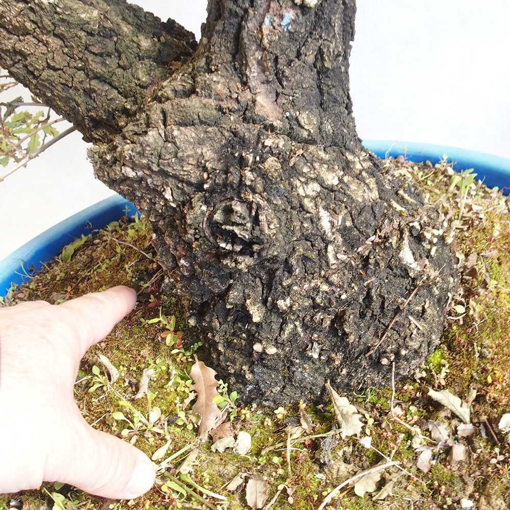 Außenbonsai Quercus Cerris - Eiche Cer