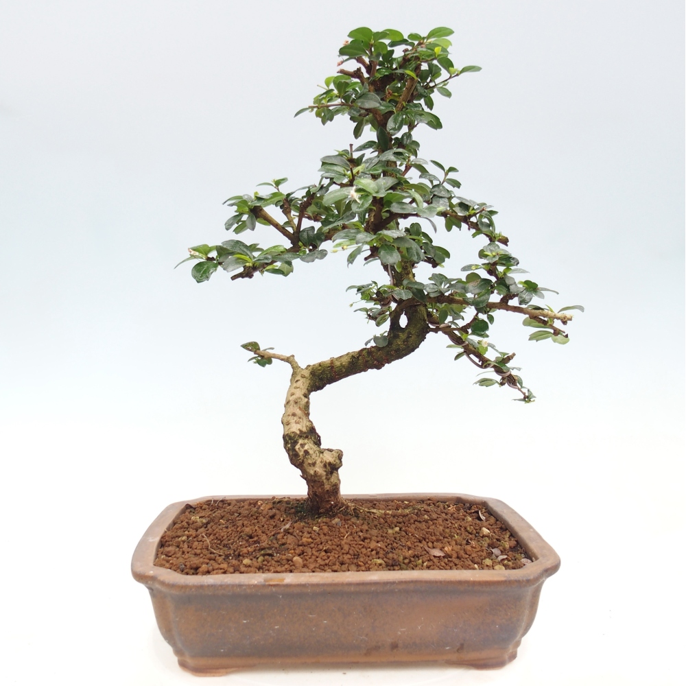 Zimmer-Bonsai - Carmona macrophylla - Tee-Fuki