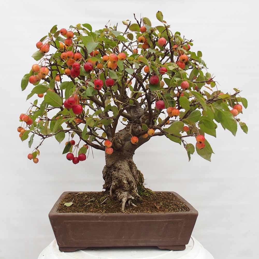 Outdoor-Bonsai -Malus halliana - Kleinfrüchtiger Apfelbaum