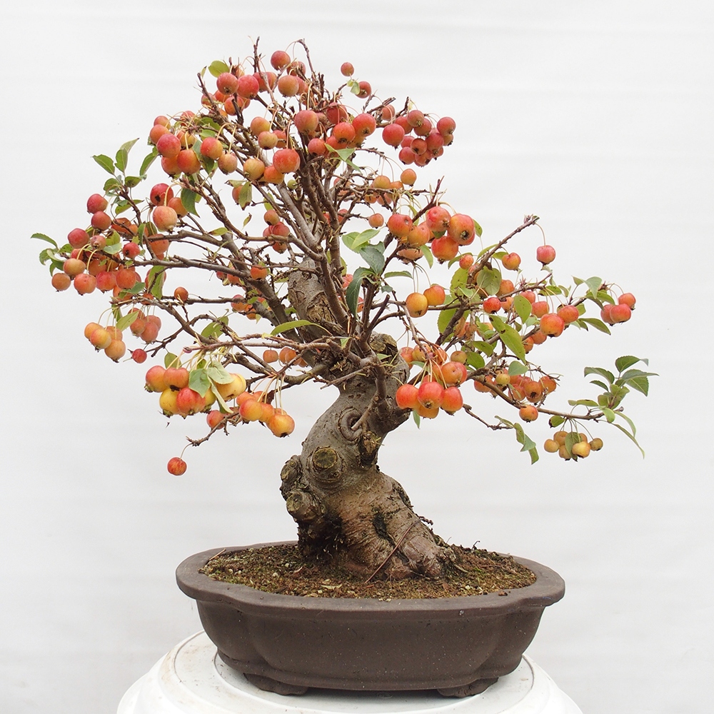 Outdoor-Bonsai -Malus halliana - Kleinfrüchtiger Apfelbaum