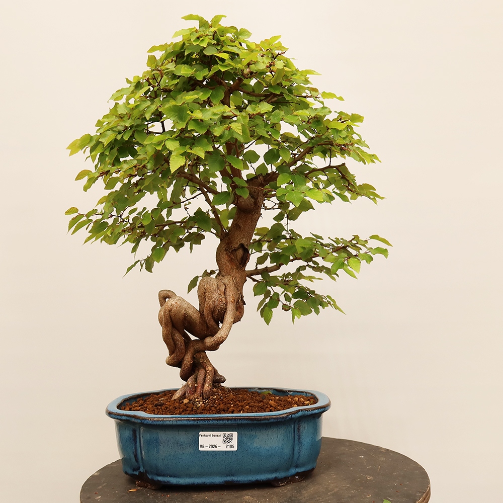 Bonsai für draußen - Karpinus Coreana - Koreanische Hainbuche