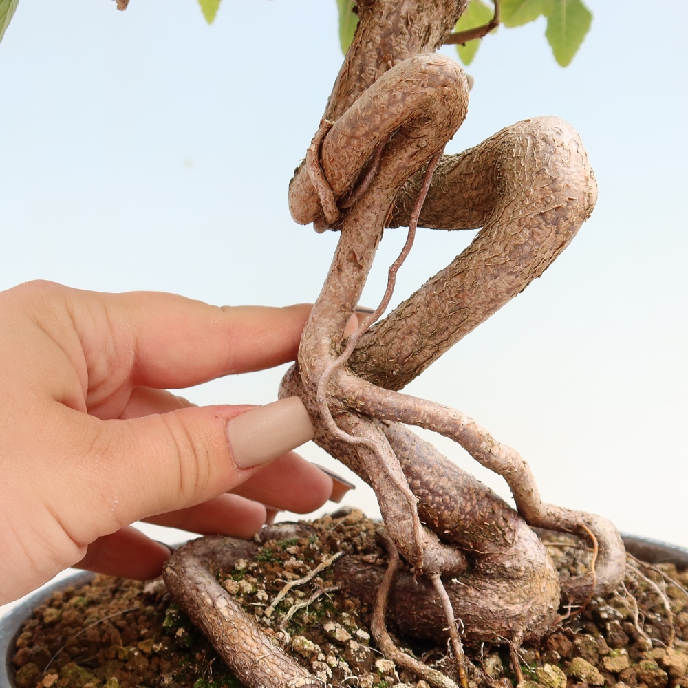 Bonsai für draußen -Carpinus CARPINOIDES - Koreanische Hainbuche