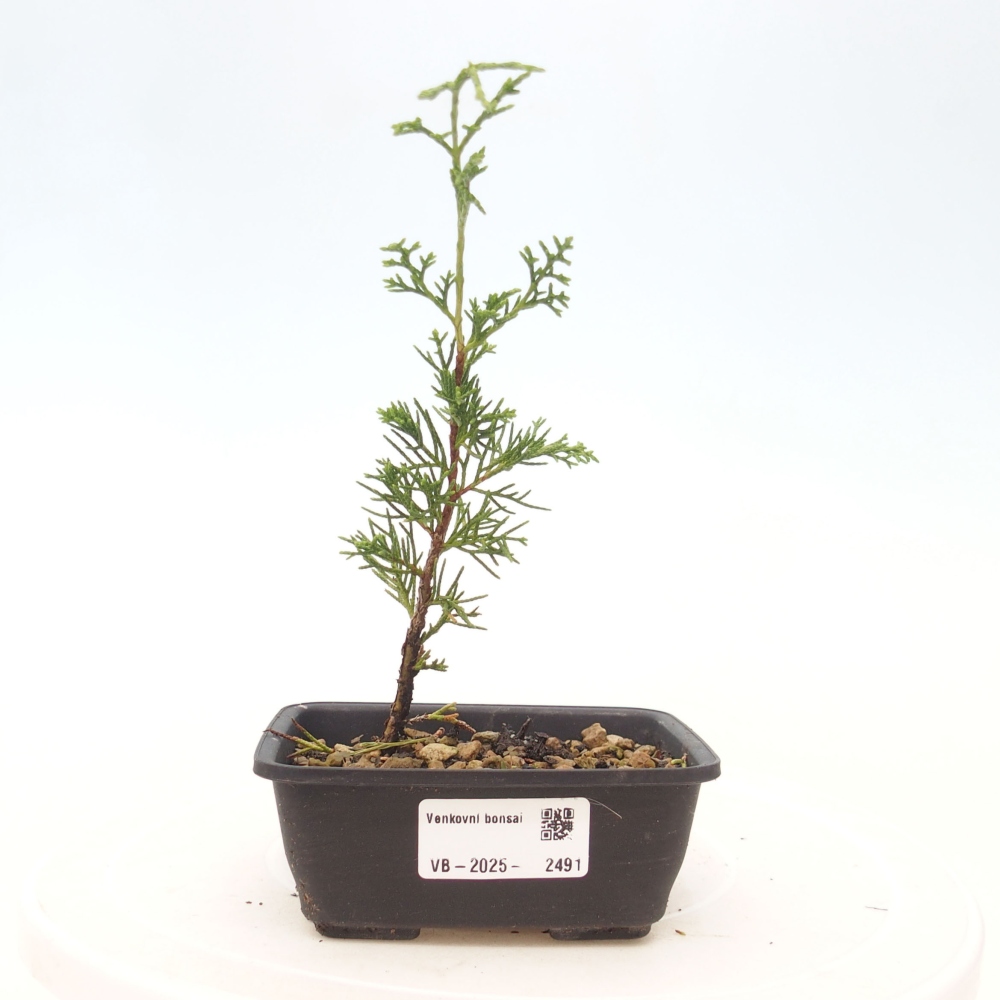 Bonsai für draußen - Juniperus chinensis Itoigawa