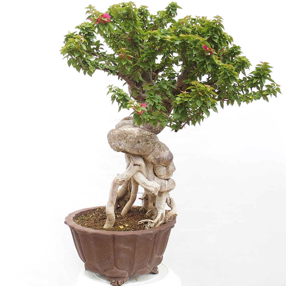 Zimmer Bonsai - Bouganwilea