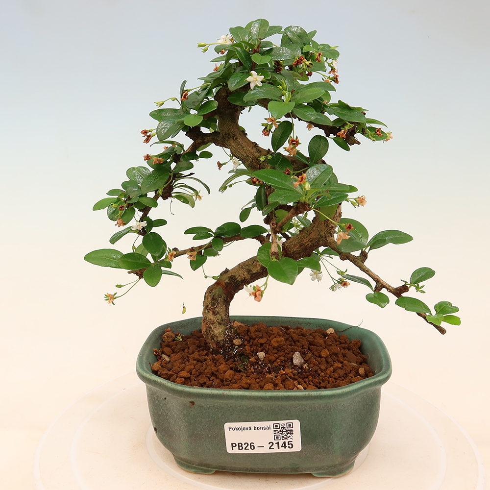 Zimmer-Bonsai - Carmona macrophylla - Tee-Fuki