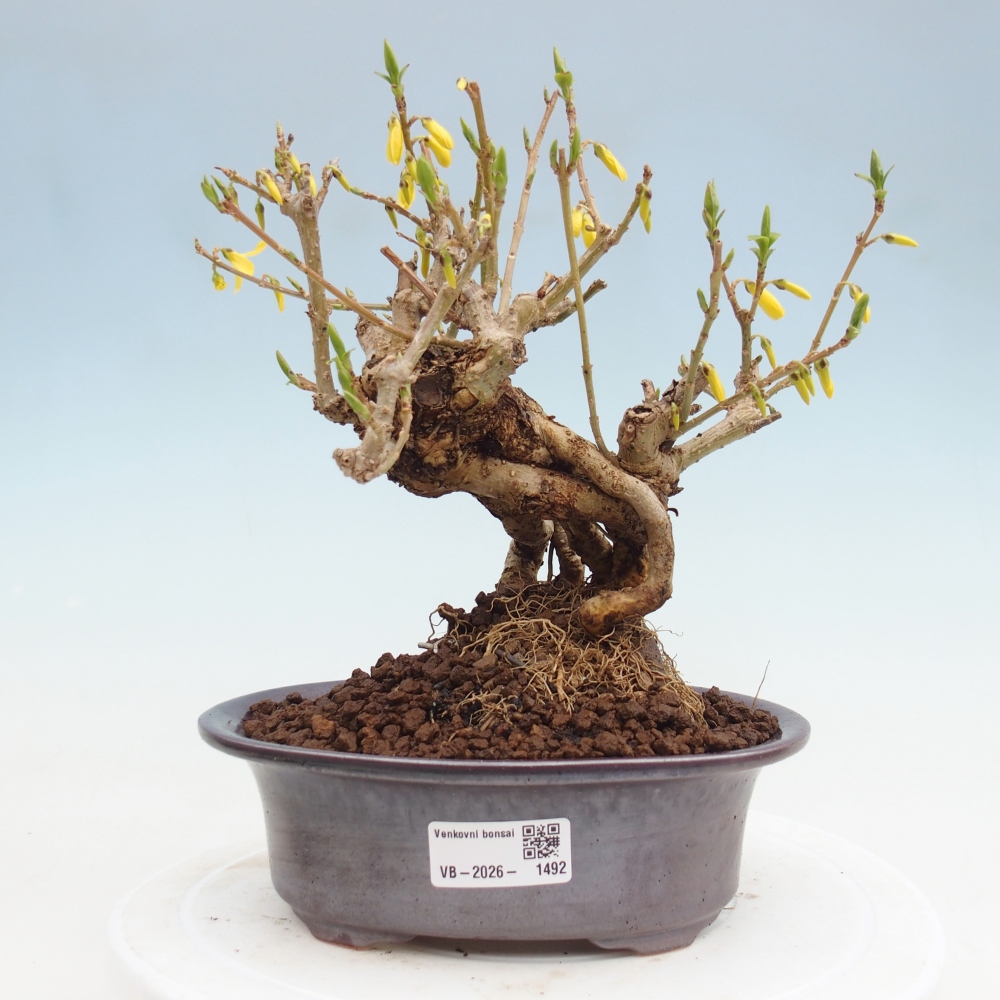 Bonsai für draußen - Zlatice - Forsythia koreana