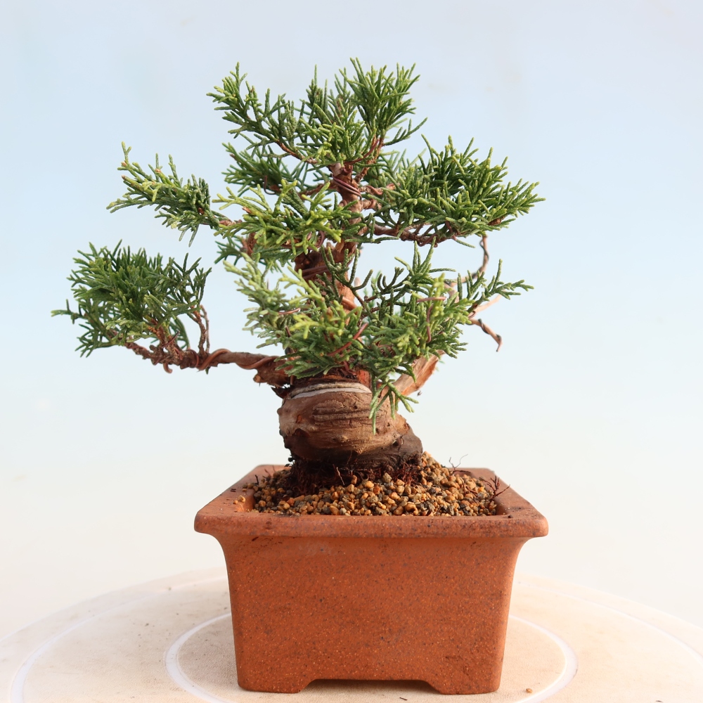 Bonsai für draußen - Juniperus chinensis Itoigawa