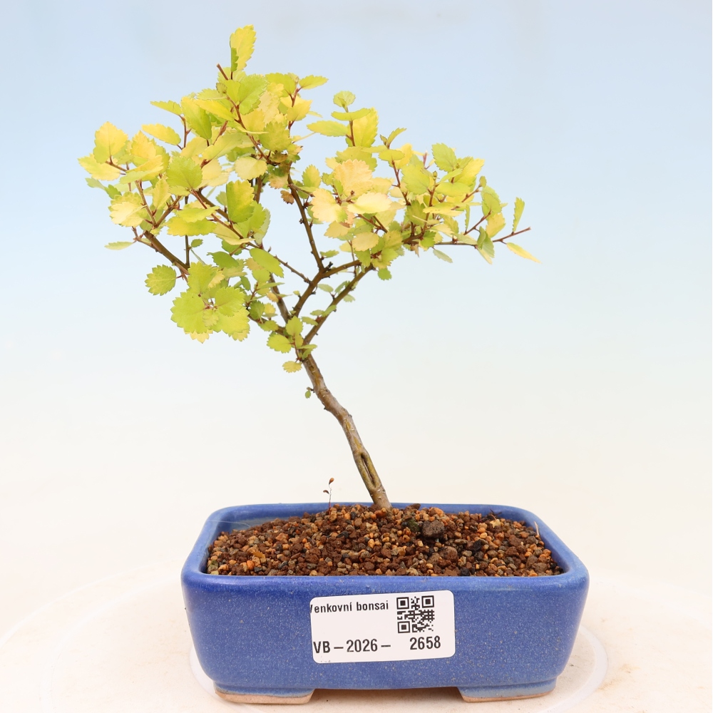 Bonsai für den Außenbereich – Zwergbirke – Betula NANA Golden Treasure