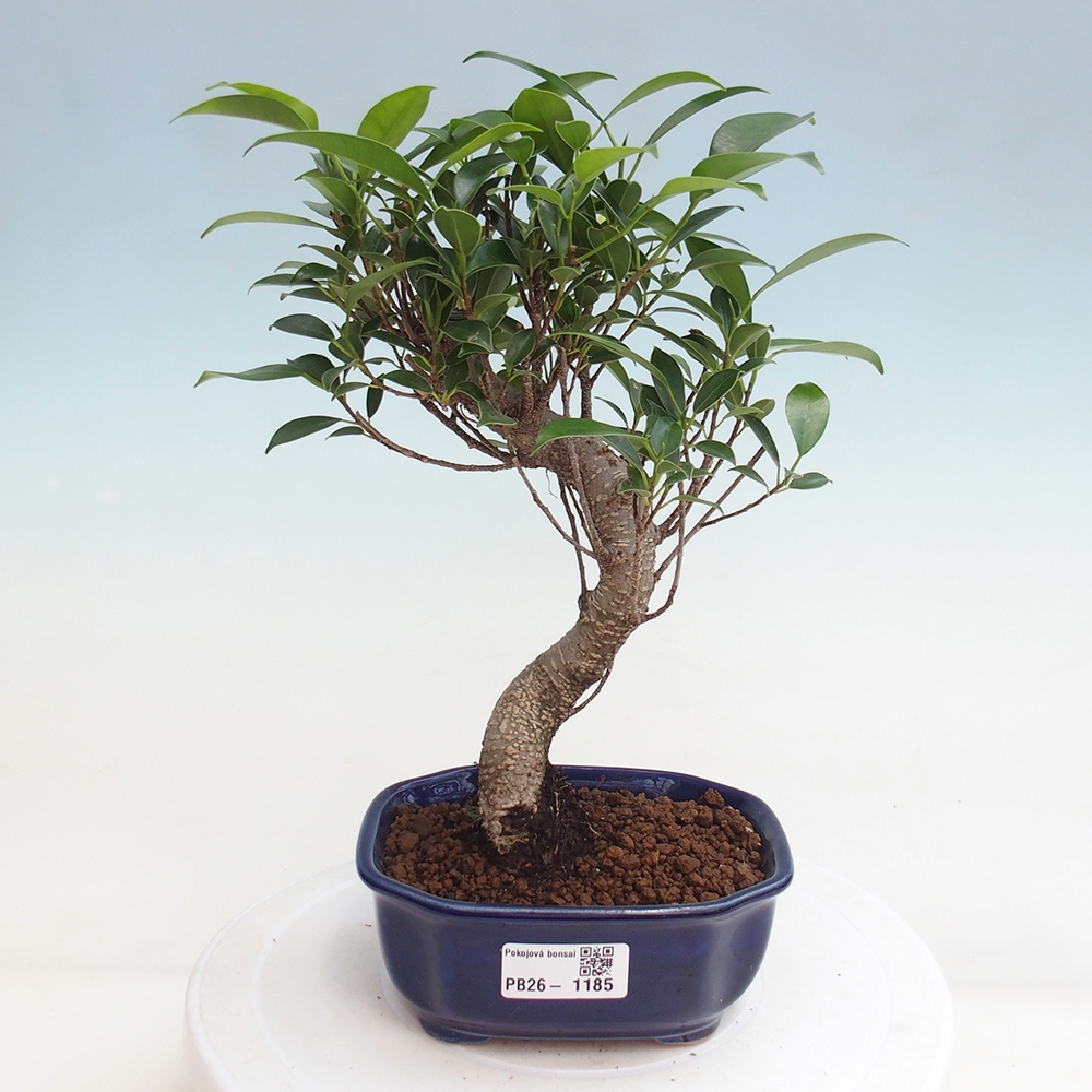 Zimmerbonsai - Ficus retusa - Kleinblättriger Ficus