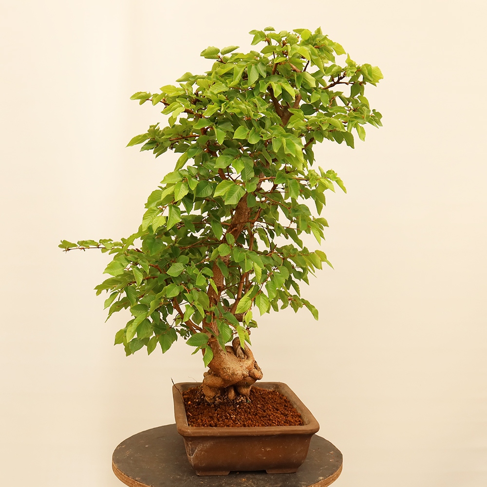 Bonsai für draußen - Karpinus Coreana - Koreanische Hainbuche