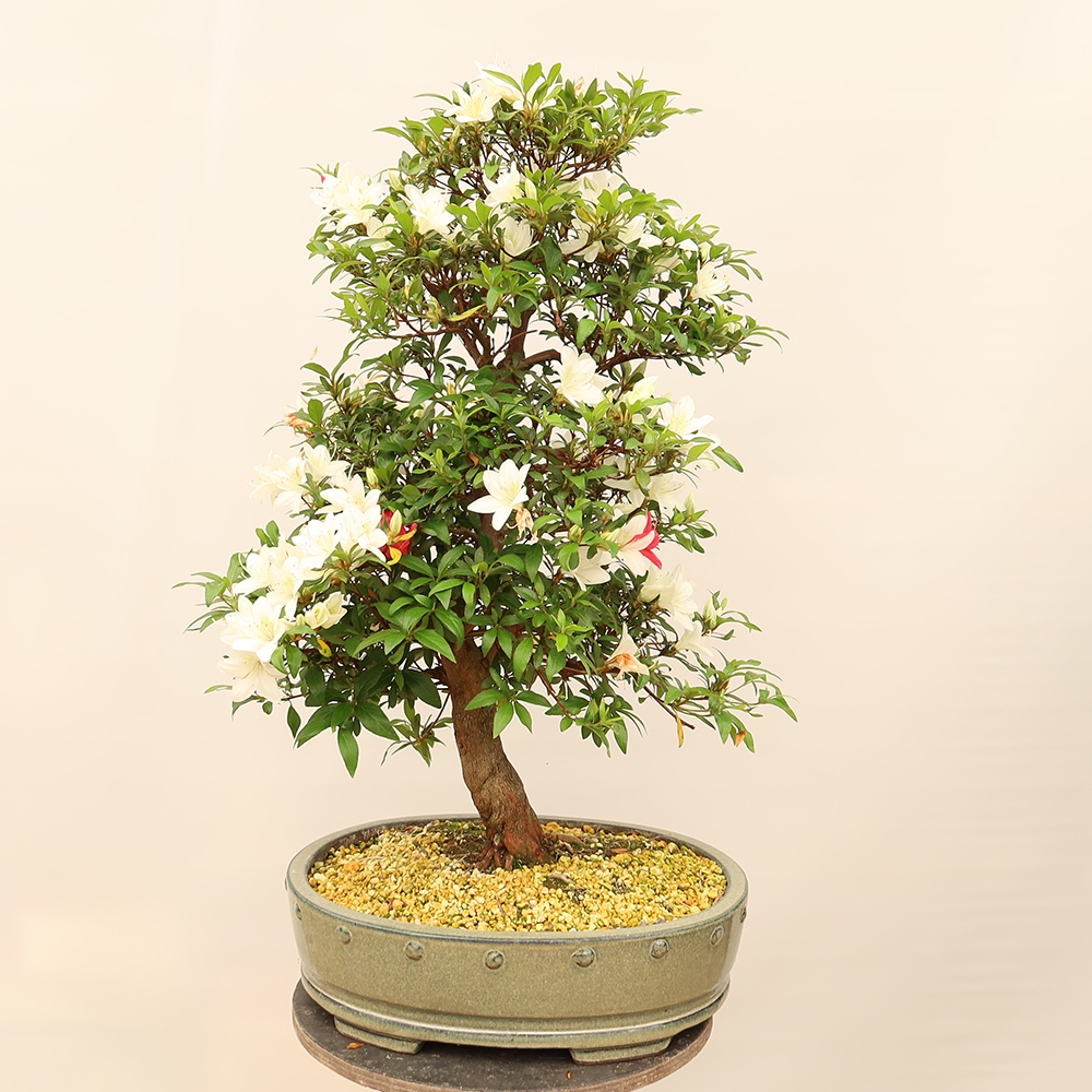 Bonsai für draußen - Japanische Azalee - Azalee CHIHIRO