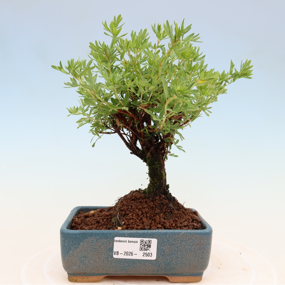 Bonsai für draußen - Potentila fruticosa