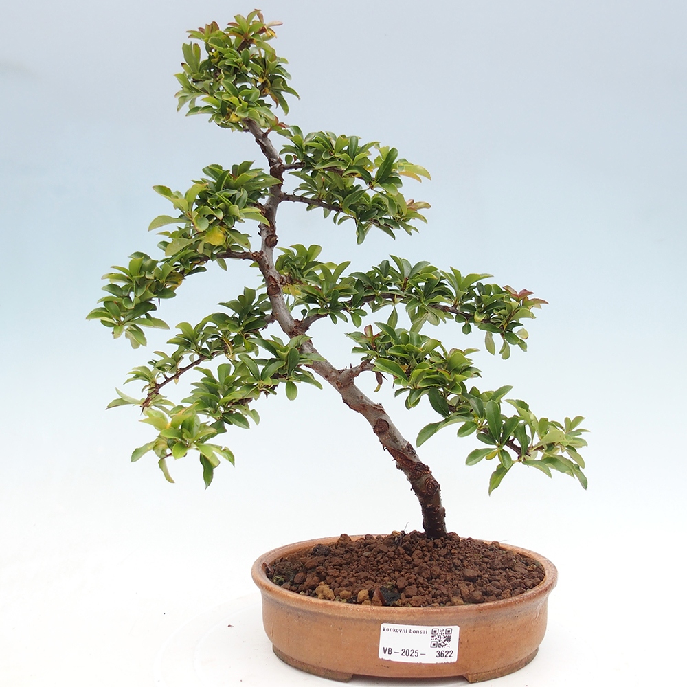 Freiland-Bonsai-Pyracantha Teton -Hlox