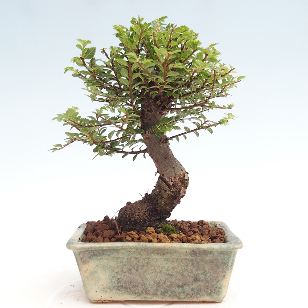 Bonsai für draußen - Ulmus parvifolia Hokkaido - Chinesische Ulme
