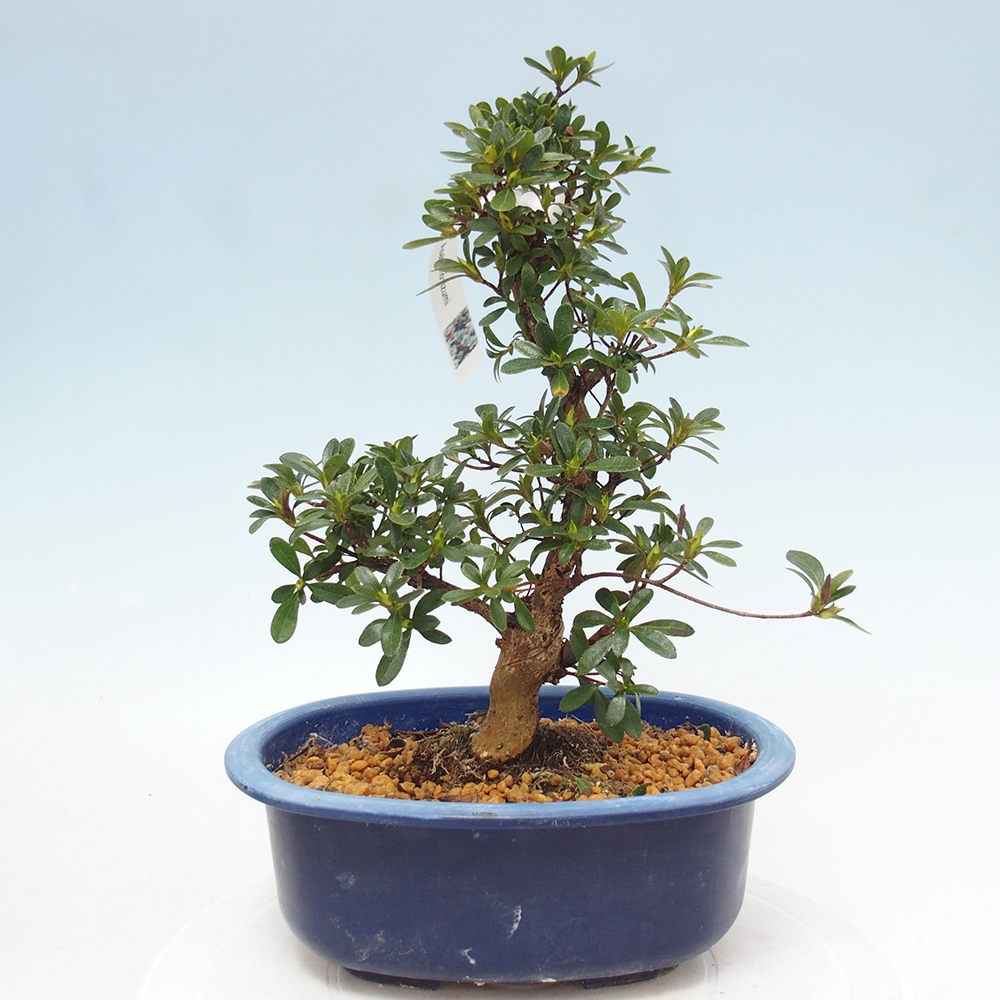Bonsai für draußen - Japanische Azalee - Azalee Asahi-no-izumi