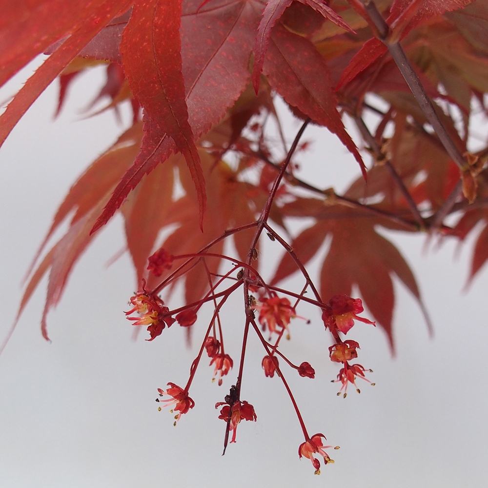 Bonsai für draußen - Acer-Palme. Atropurpureum-Javor palmate