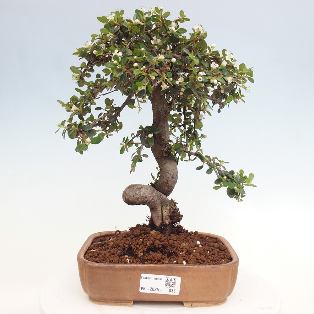 Freiland-Bonsai-Cotoneaster dammeri - Damer's Rock