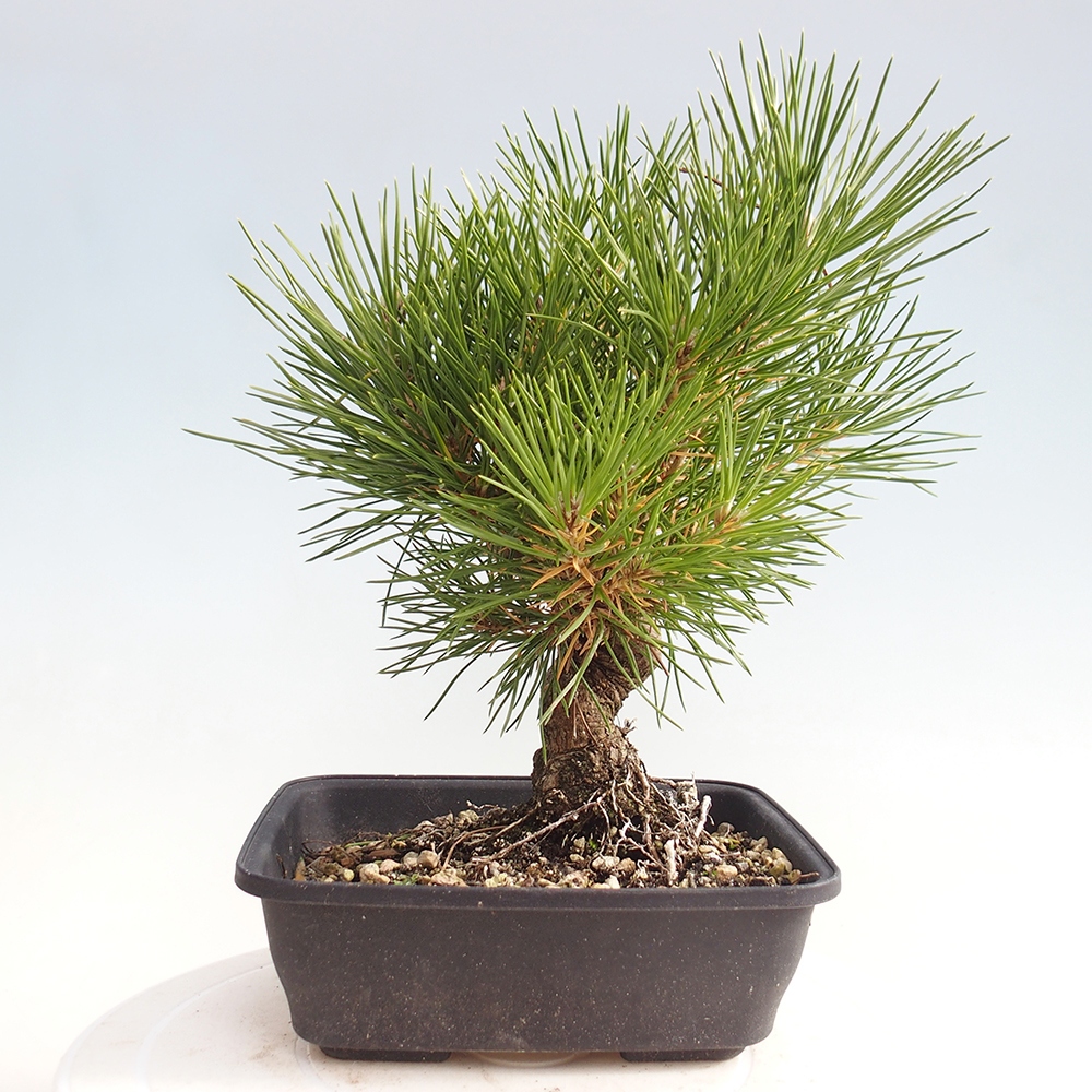 Bonsai für draußen - Pinus thunbergii - Thunberg-Kiefer