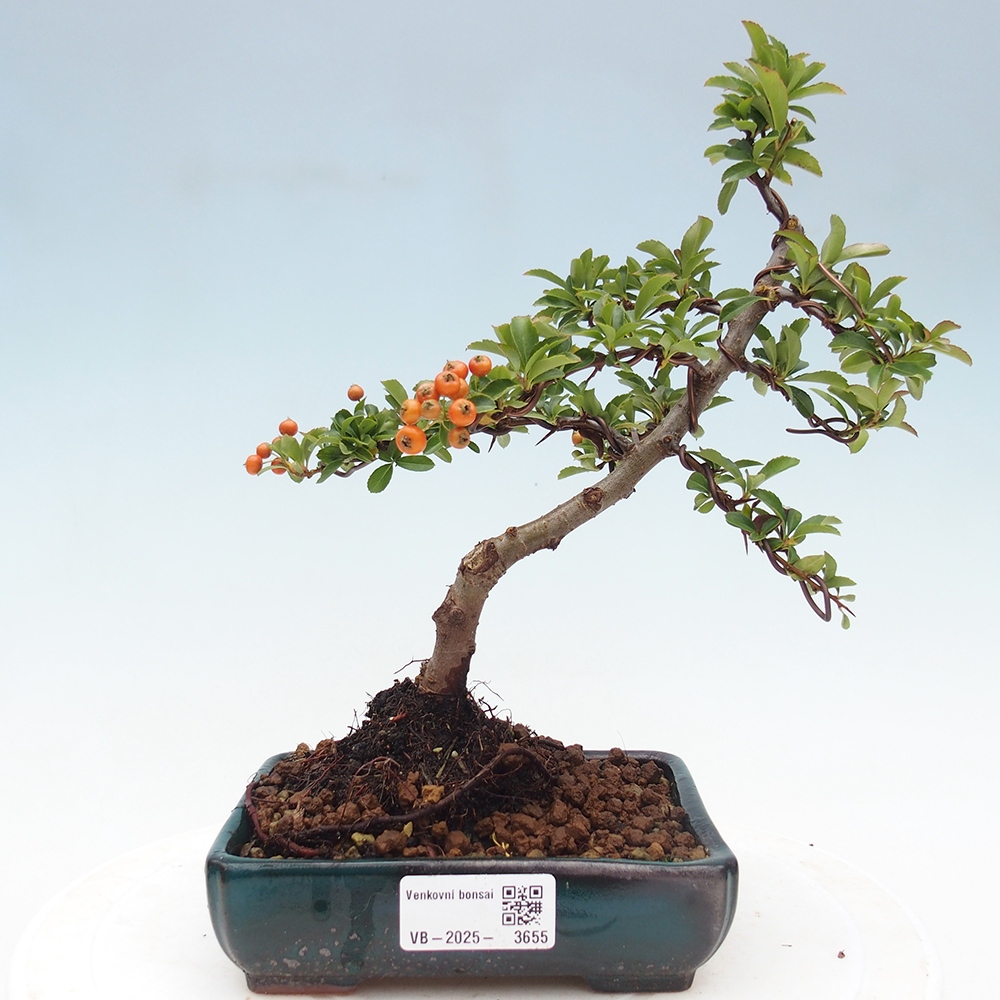 Freiland-Bonsai-Pyracantha Teton -Hlox