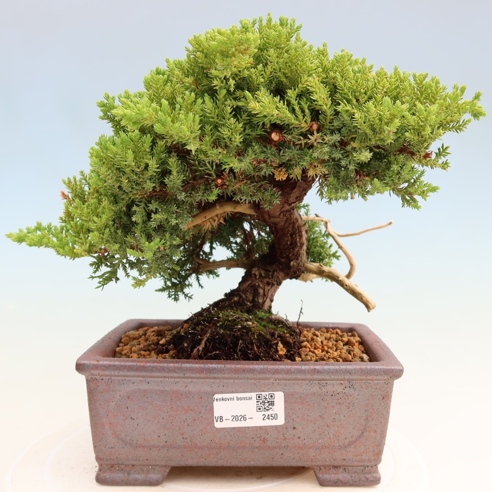 Bonsai für draußen - Juniperus procumbens - Juniperus procumbens