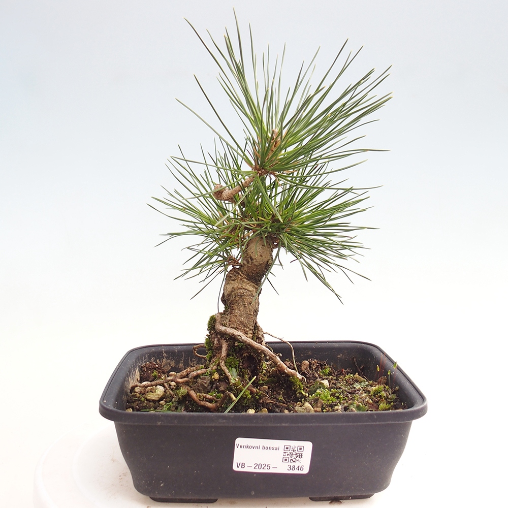 Bonsai für draußen - Pinus thunbergii - Thunberg-Kiefer