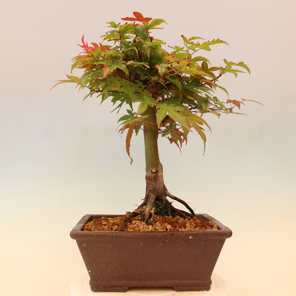 Spitzahorn - Acer palmatum Beni Tsukasa