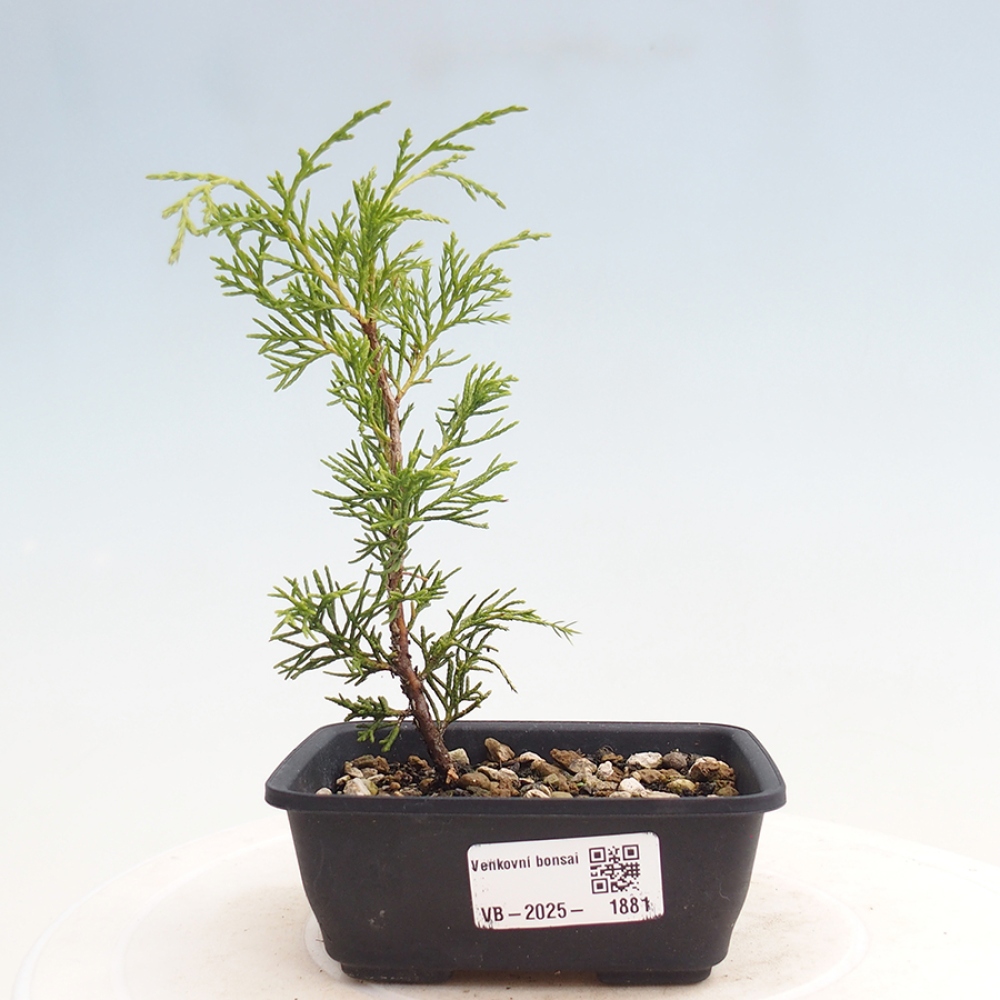 Bonsai für draußen - Juniperus chinensis Itoigawa
