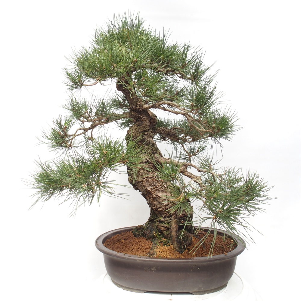Bonsai für draußen - Pinus thunbergii - Thunberg-Kiefer