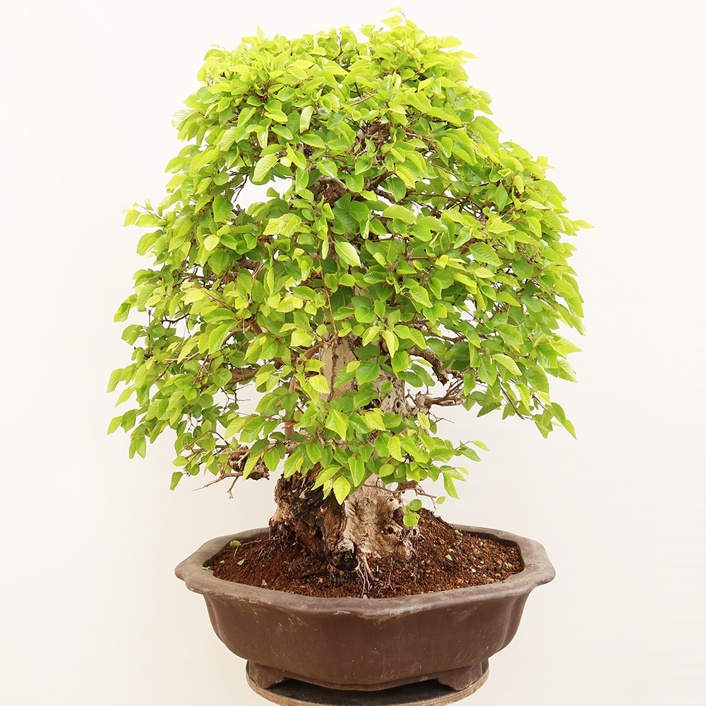 Bonsai für draußen - Karpinus Coreana - Koreanische Hainbuche