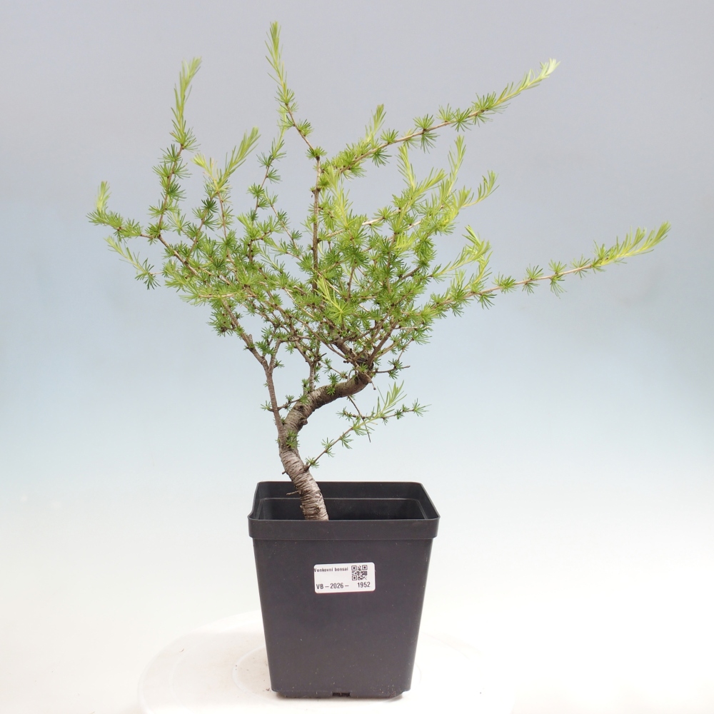 Bonsai für draußen -Larix decidua - Lärche