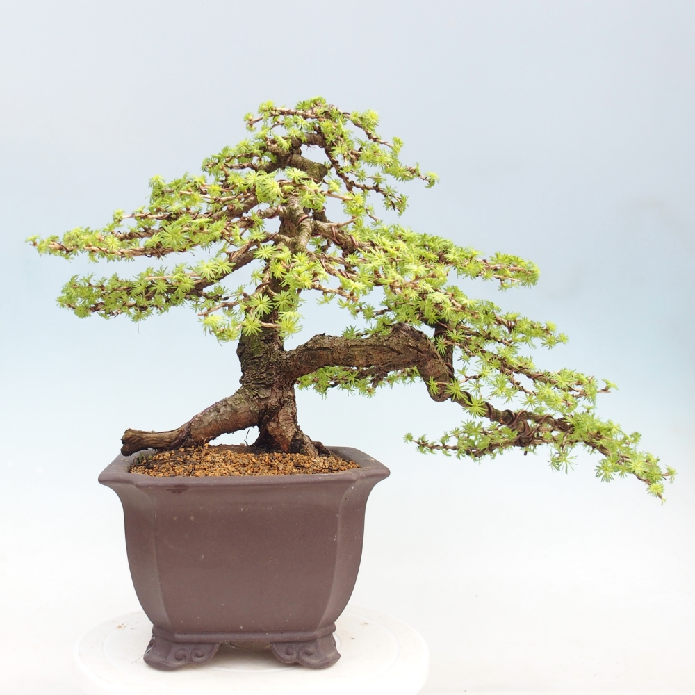 Bonsai für draußen -Larix decidua - Lärche