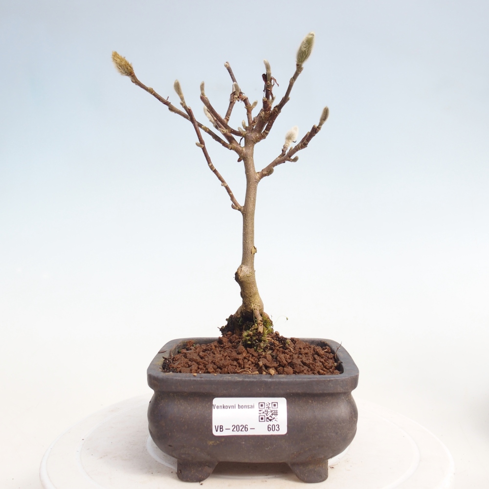 Bonsai für draußen - Magnolia stellata