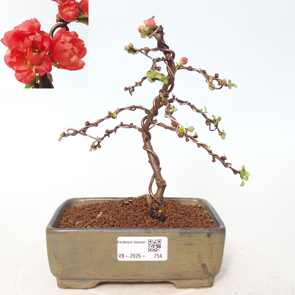 Bonsai für draußen - Chaneomeles s. Red Joy - Quitte