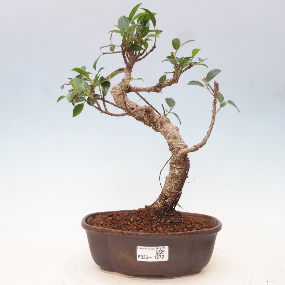 Zimmerbonsai - Ficus retusa - Kleinblättriger Ficus