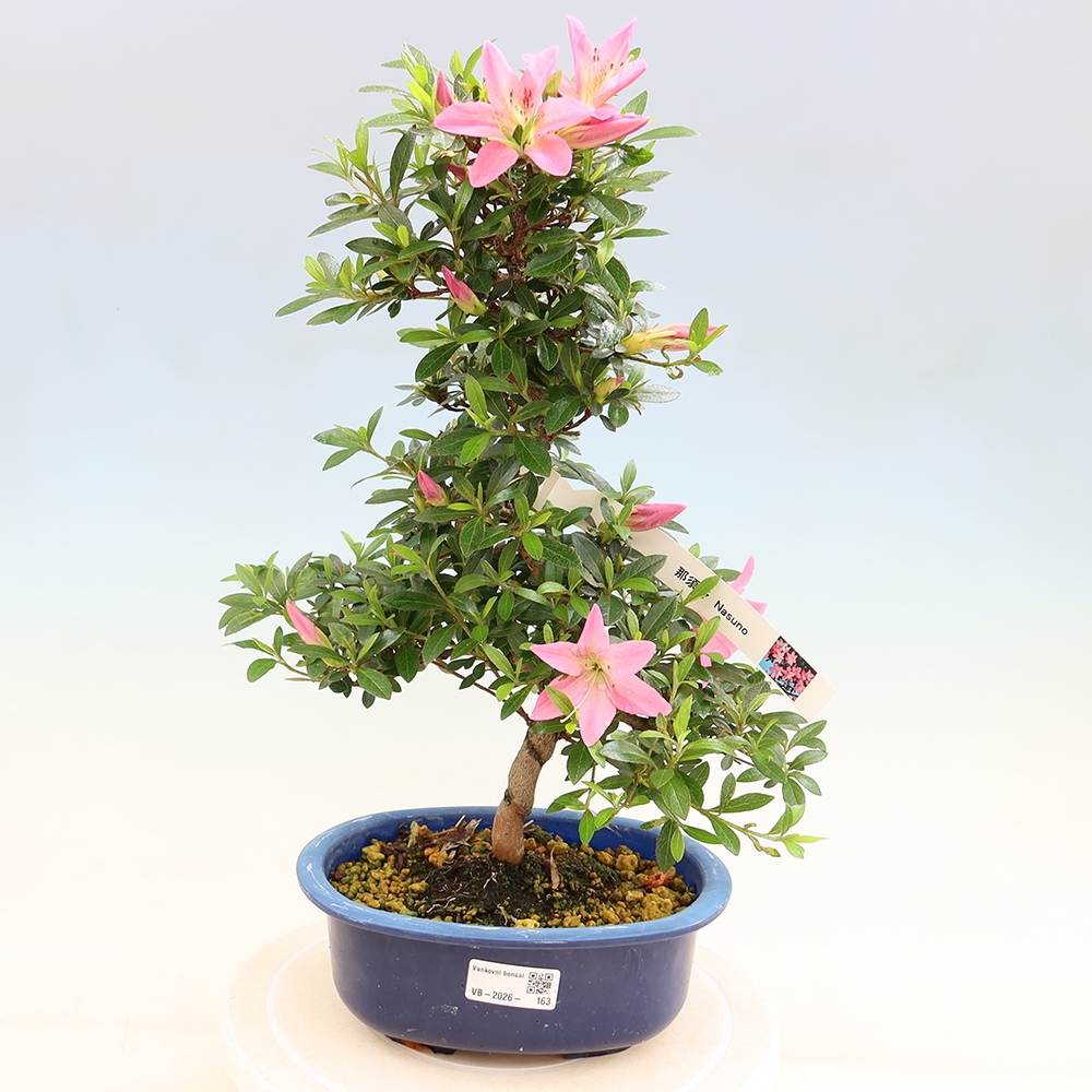 Bonsai für draußen - Japanische Azalee - Azalee Nasuno