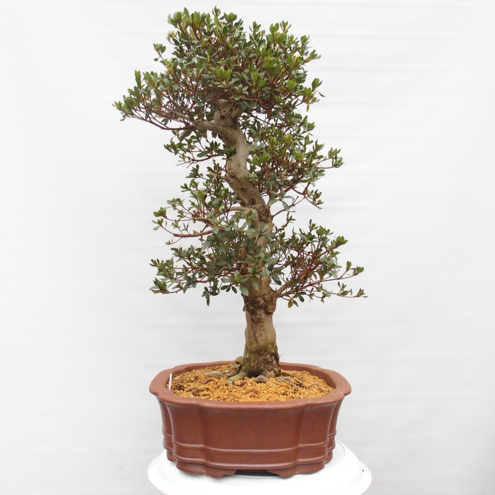 Bonsai für draußen - Japanische Azalee - Azalea Sansai