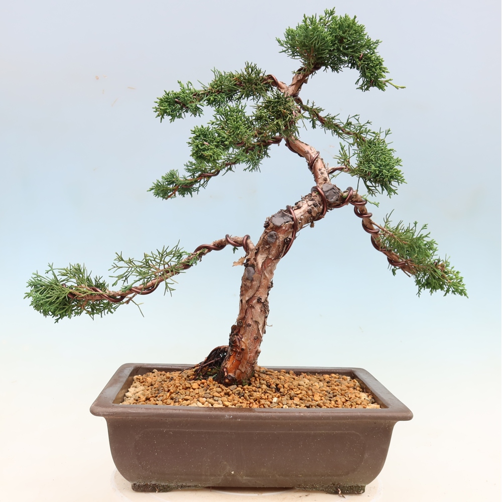 Bonsai für draußen - Juniperus chinensis Kishu