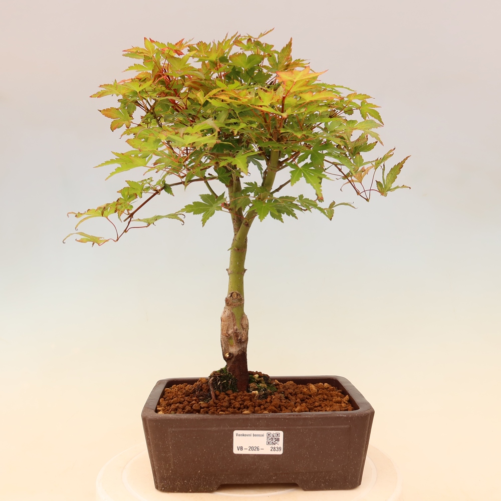 Spitzahorn - Acer palmatum Beni Tsukasa