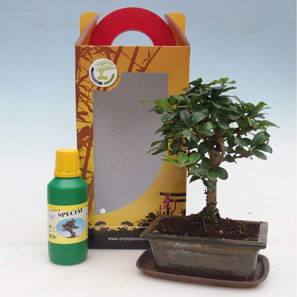 Zimmerbonsai im Geschenkkarton Carmona microphylla - Tee fuki