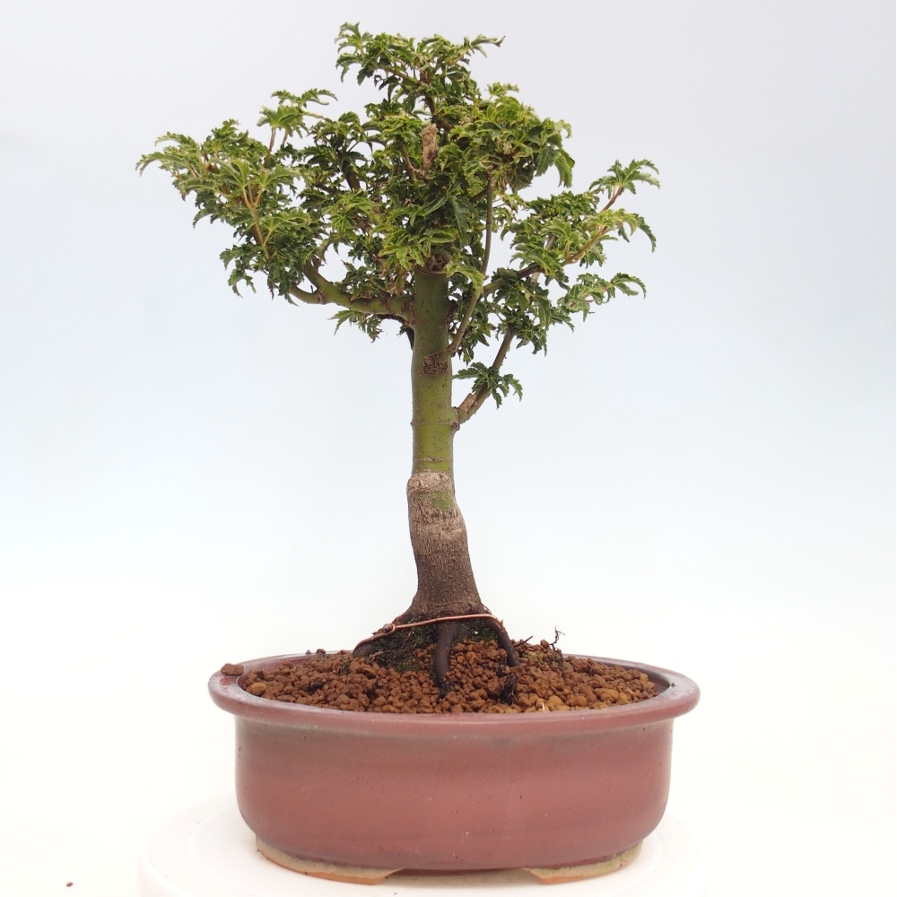 Bonsai für draußen -Javor-Palme Acer palmatum Shishigashira