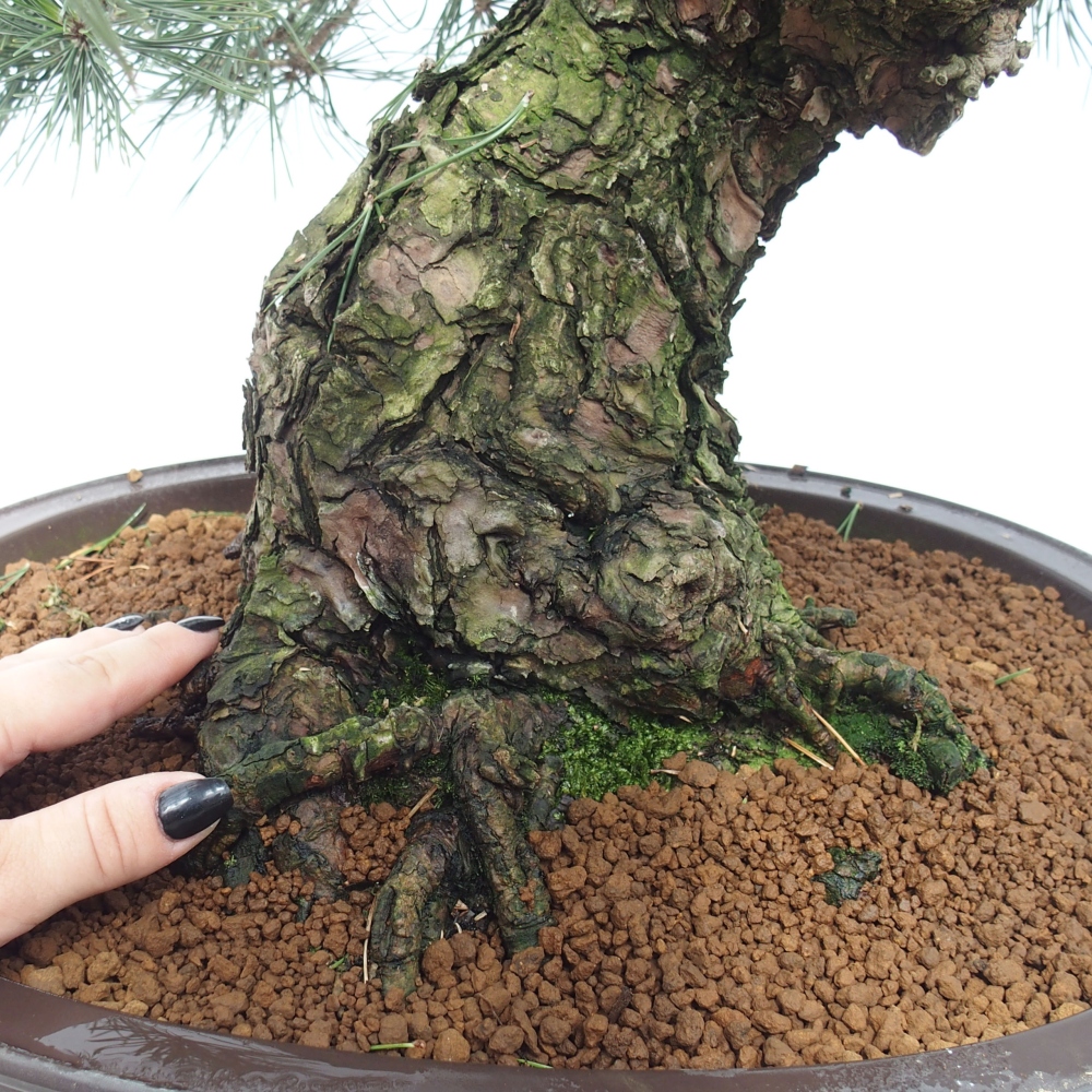 Bonsai für draußen - Pinus thunbergii - Thunberg-Kiefer