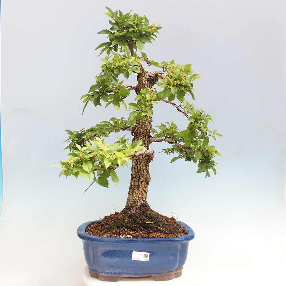 Bonsai für draußen - Zelkova - Zelkova NIRE