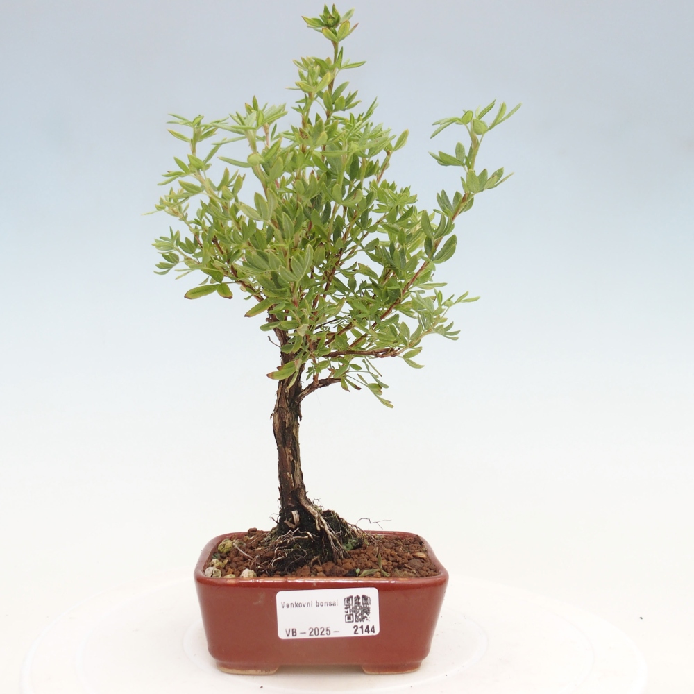 Bonsai für draußen - Potentila fruticosa gelber Vogel