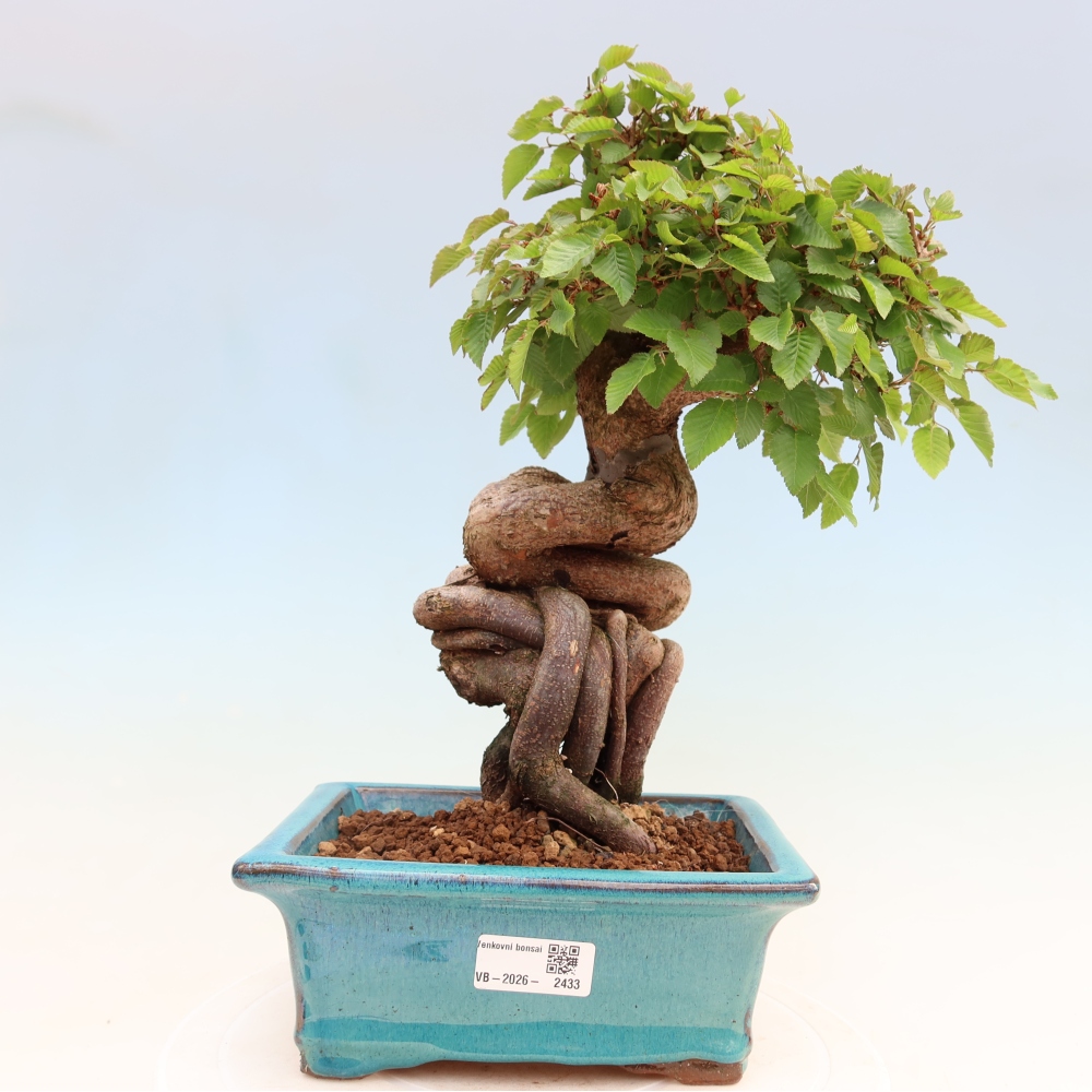 Bonsai für draußen - Karpinus Coreana - Koreanische Hainbuche