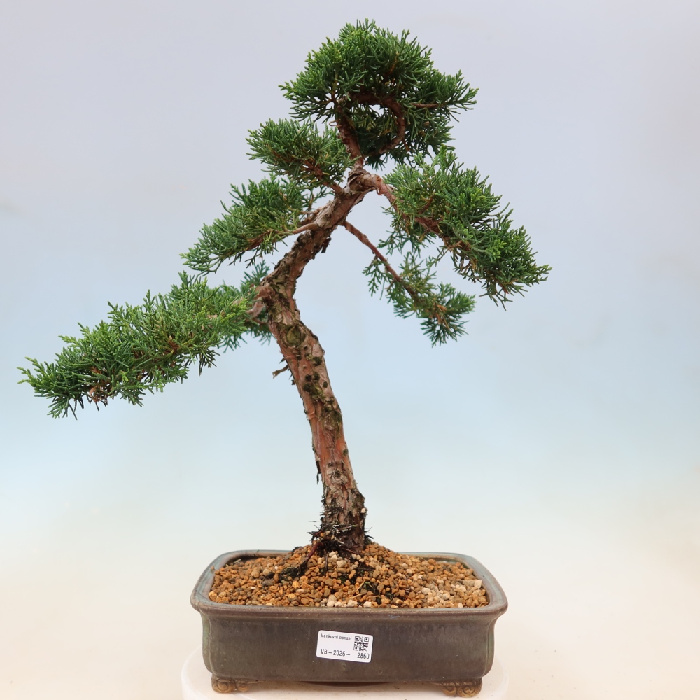 Bonsai für draußen - Juniperus chinensis Kishu