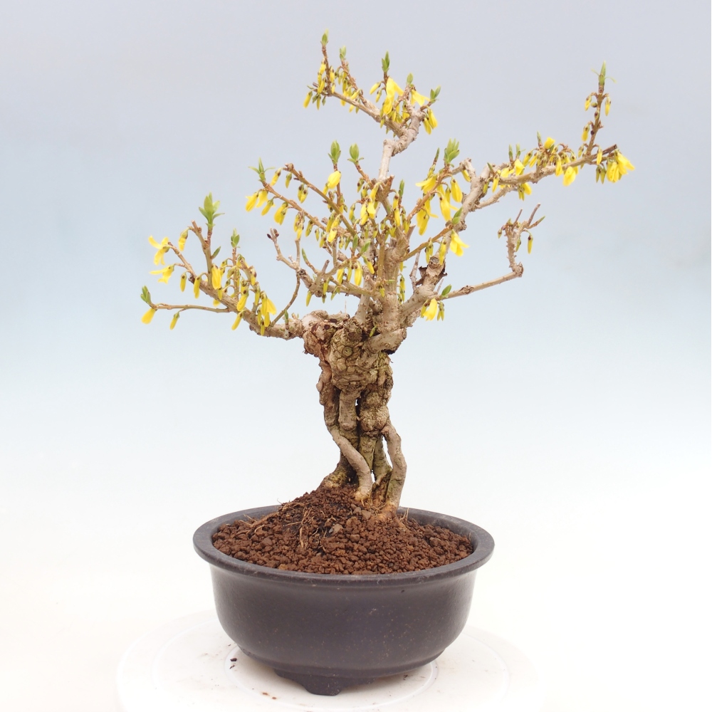 Bonsai für draußen - Zlatice - Forsythia koreana
