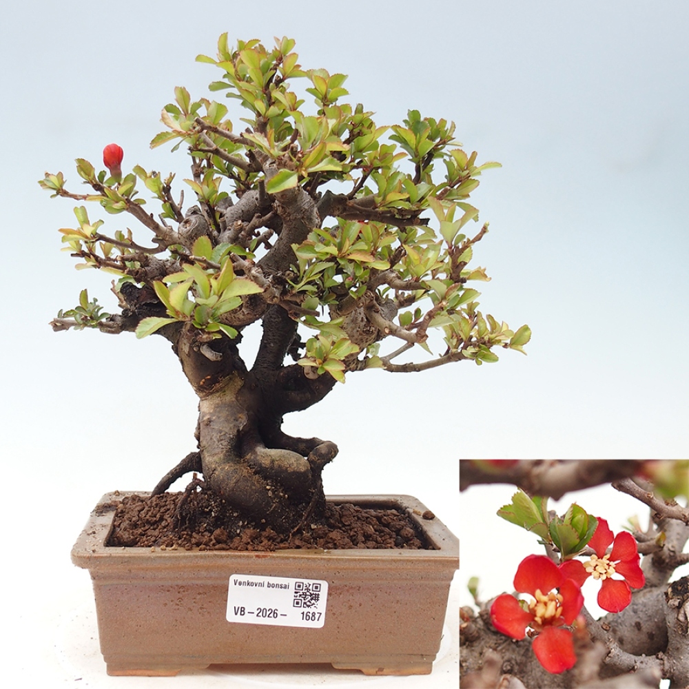 Bonsai für draußen - Chaneomeles speciosa - Quitte