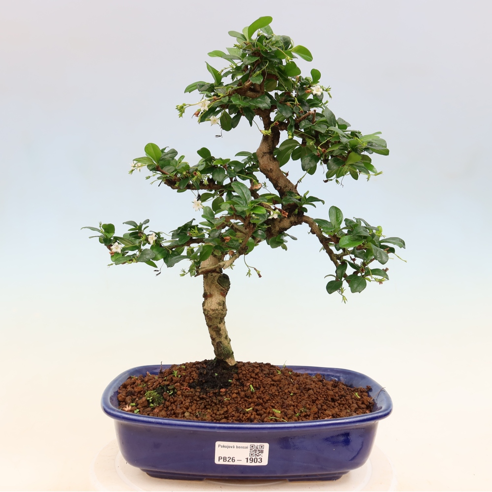 Zimmer-Bonsai - Carmona macrophylla - Tee-Fuki